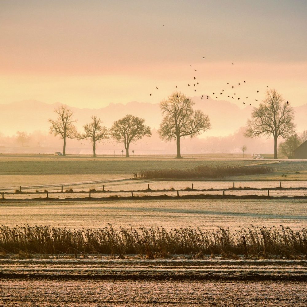 pasture-5861901_1280